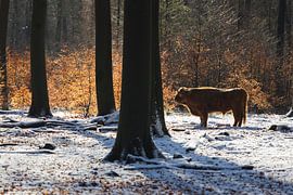 Scottish Highlander in the snow near the Posbank by Rob Kints