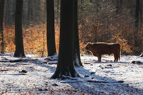 Scottish Highlander in the snow near the Posbank