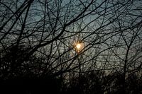 Sun through the branches