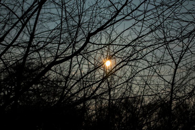 Soleil à travers les branches par Onno van Kuik