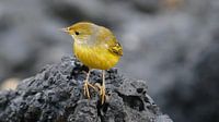 Galapagos Yellow Warbler sitting on lava