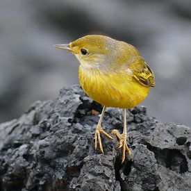 Galapagos Yellow Warbler sitting on lava van Tim van Vilsteren