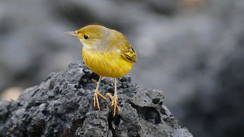 Galapagos Yellow Warbler sitting on black lava