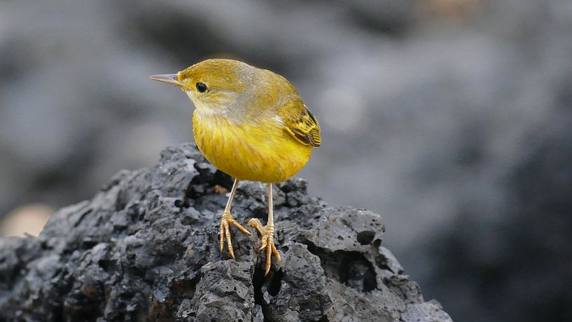 Galapagos Yellow Warbler sitting on lava von Tim van Vilsteren