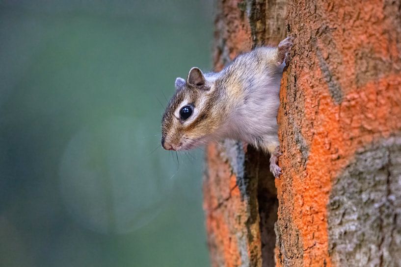 Sibirisches Erdhörnchen von Jolanda van Blaaderen