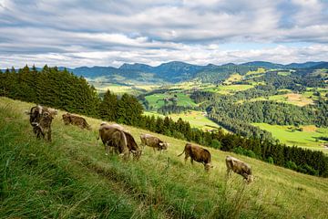 Lieve koe kudde op de Kapf bij Oberstaufen met uitzicht op de Hochgrat, steibis van Leo Schindzielorz