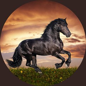 Friesisches Pferd