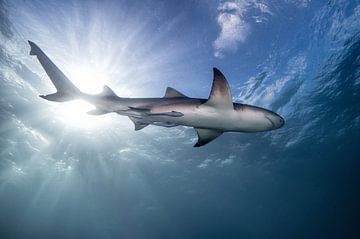 Lemon shark by Ramon Stijnen