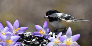 Une mésange au jardin