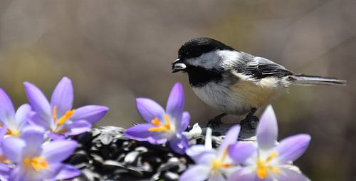 Een koolmees in de tuin