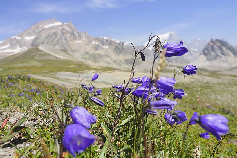 Mont Blanc : un sentier de grande randonnée spectaculaire à travers la France, l'Italie et la Suisse - plein de glaciers, de sommets, de prairies alpines et de moments de montagne grandioses. par Miriam Schwarzfischer Fotografie