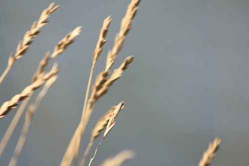 Slufter Vallei Texel