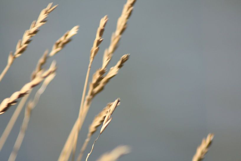 Slufter Vallei Texel by Edwin Entrop