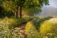 Spring in Holland