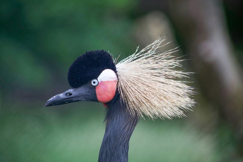 vogel von marijke servaes