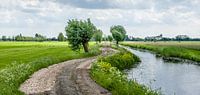 Weg met knotwilgen.