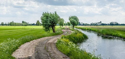 Road with pollard willows.