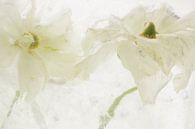 White Ranunculus in Ice 3 by Marc Heiligenstein thumbnail