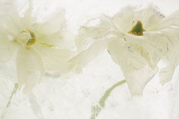 White Ranunculus in Ice 3 by Marc Heiligenstein