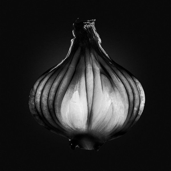 Silhouette d'une coupe transversale d'oignon par Jesse G