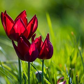 Les tulipes dans l'herbe 3 sur Stefan Wapstra