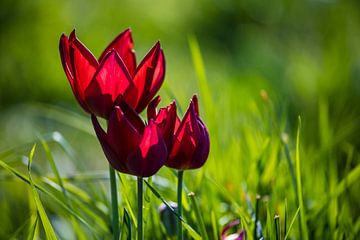 Tulpen in het gras 3 van Stefan Wapstra