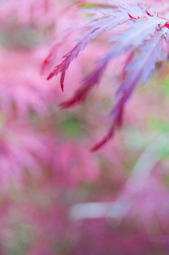 De kleur van de Esdoorn