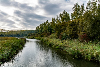 De Elzen
