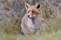 Grijze vos in de duinen van Marcel  van Rooijen thumbnail