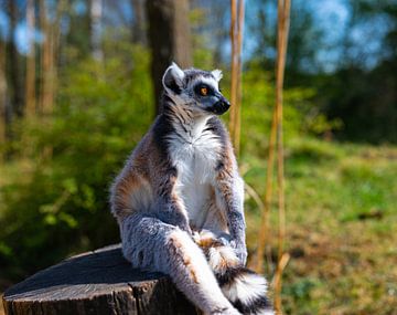 Ring-tailed lemur sitting on a pole in thought (close up) by JGL Market