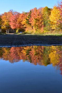 In the maple plantation in autumn by Claude Laprise