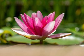 Rosa Seerose von Humphry Jacobs