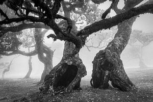 Fairy forest (black and white) by Orangefield-images