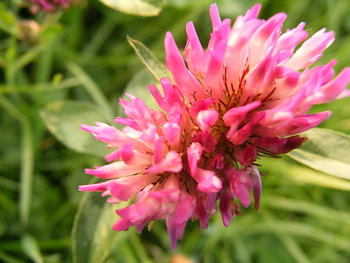 roze bloem