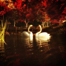 Tierreich  – Schwäne in einem Teich von Jan Keteleer