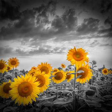 Sonnenblumen am Abend von Melanie Viola