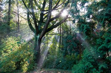 A beautiful morning in the wood