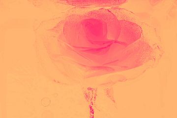 Roos in Oranje van Marc Heiligenstein