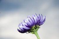 Bokeh Aster