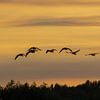 Flying geese in the evening twilight by whmpictures .com