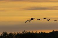 Vol des oies au crépuscule du soir