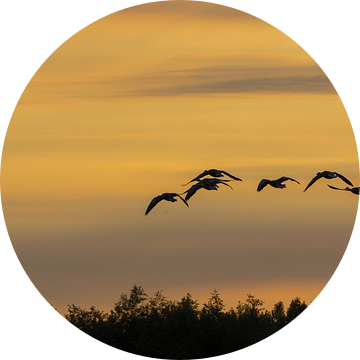 Vliegende ganzen in de avondschemer