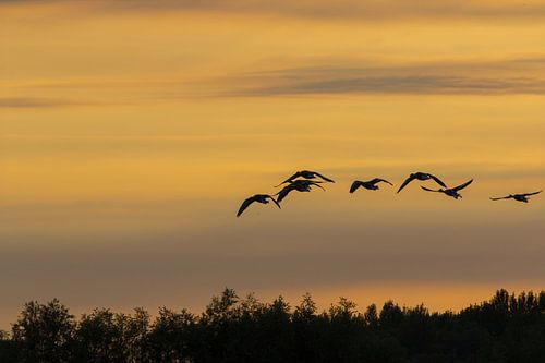 Vol des oies au crépuscule du soir