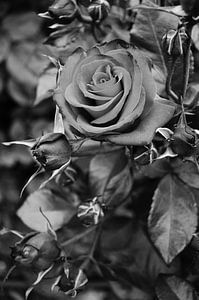 Die Rose und ihre Knospen - Botanische Wandkunst in Schwarz und Weiß