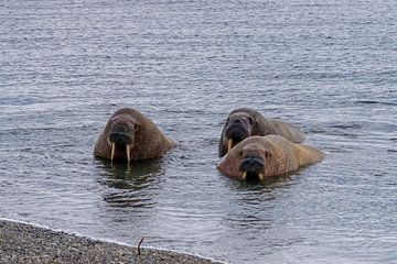 Walrus sur Merijn Loch