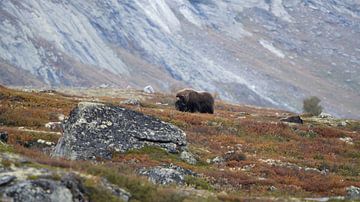 Musk ox by Corrie Post