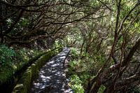 Levada forest in Madeira