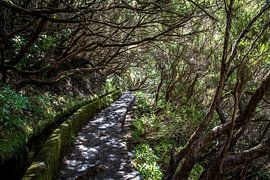Levada forest in Madeira by Alette Jager