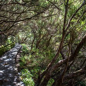Levada-Wald auf Madeira von Alette Jager