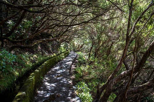 La forêt de Levada à Madère